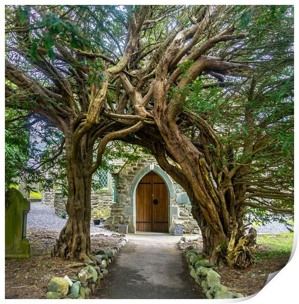 yew tree archway Print by Peter Bardsley