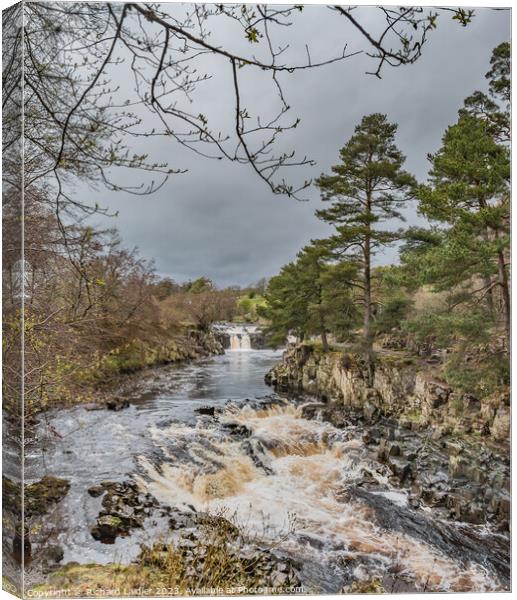 A Damp Day at Low Force Waterfall in Spring (2) Canvas Print by Richard Laidler