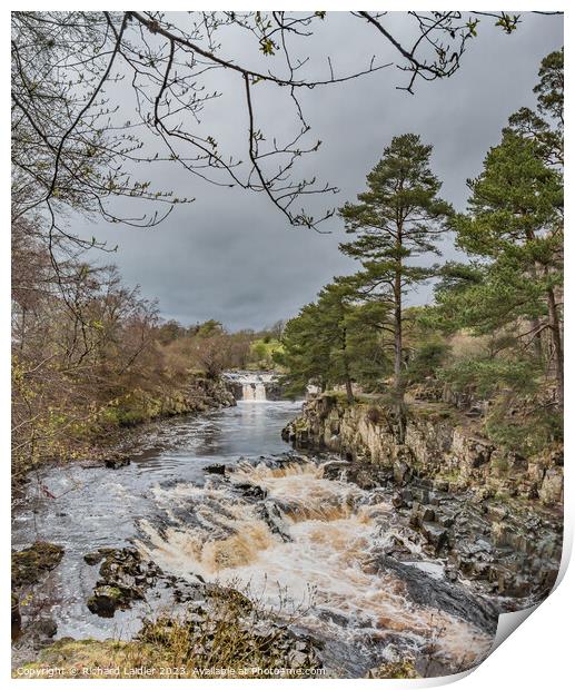 A Damp Day at Low Force Waterfall in Spring (2) Print by Richard Laidler