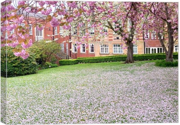 The enchanting cherry blossom of Barnsley  Canvas Print by Peter Lewis