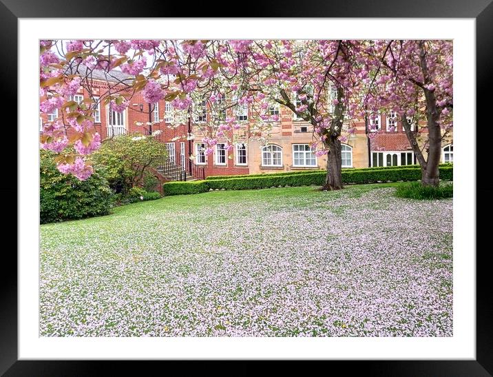 The enchanting cherry blossom of Barnsley  Framed Mounted Print by Peter Lewis