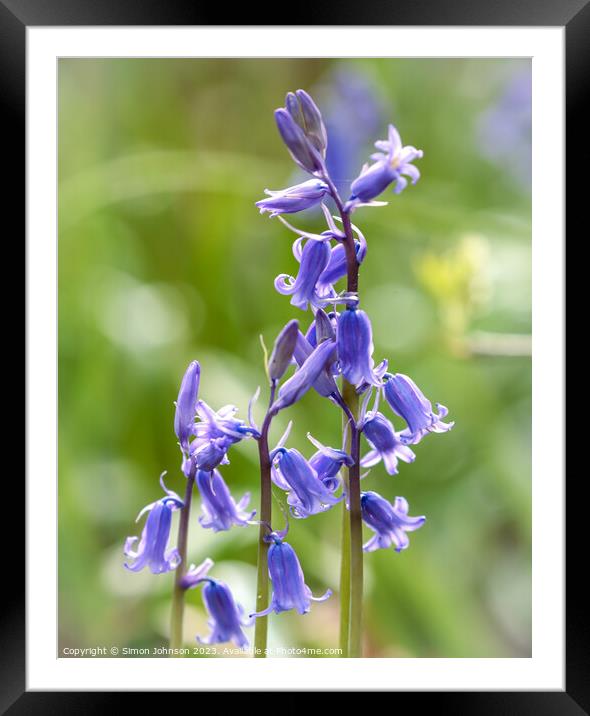 Bluebell hierarchy  Framed Mounted Print by Simon Johnson