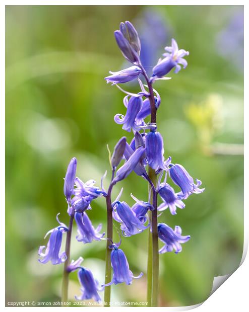 Bluebell hierarchy  Print by Simon Johnson