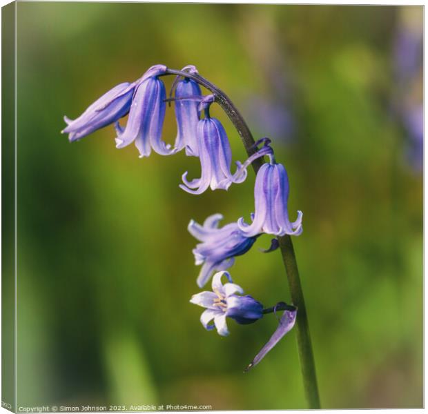 Plant flower Canvas Print by Simon Johnson