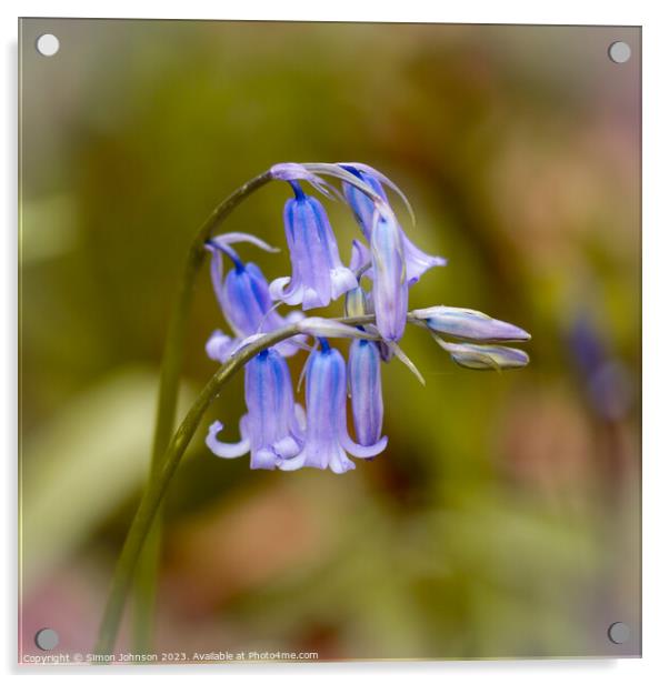 Juvenile Bluebell flower Acrylic by Simon Johnson