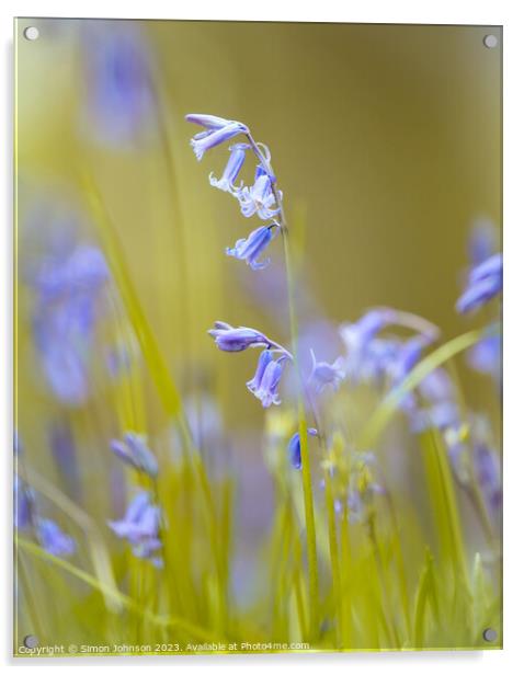 Bluebell world Acrylic by Simon Johnson