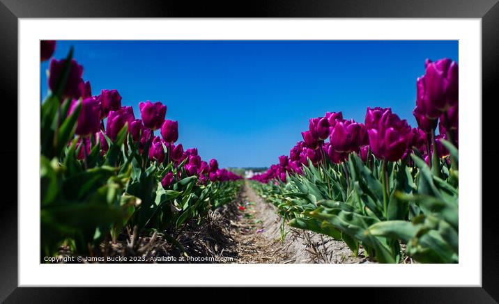 Purple Tulip Avenue Framed Mounted Print by James Buckle