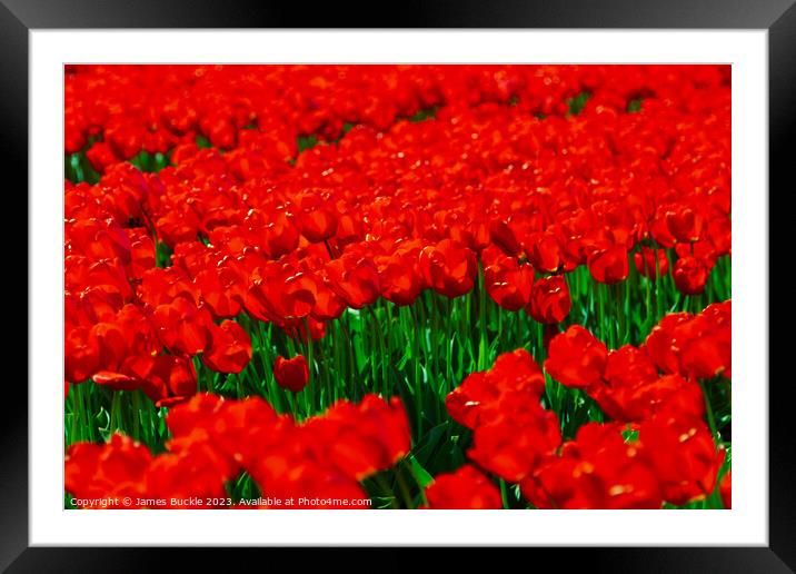 Red Tulip Fields Framed Mounted Print by James Buckle