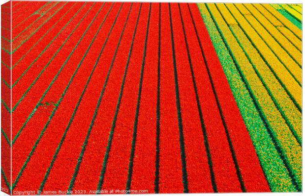 Tulip Fields from above Canvas Print by James Buckle