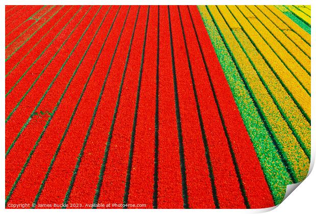 Tulip Fields from above Print by James Buckle