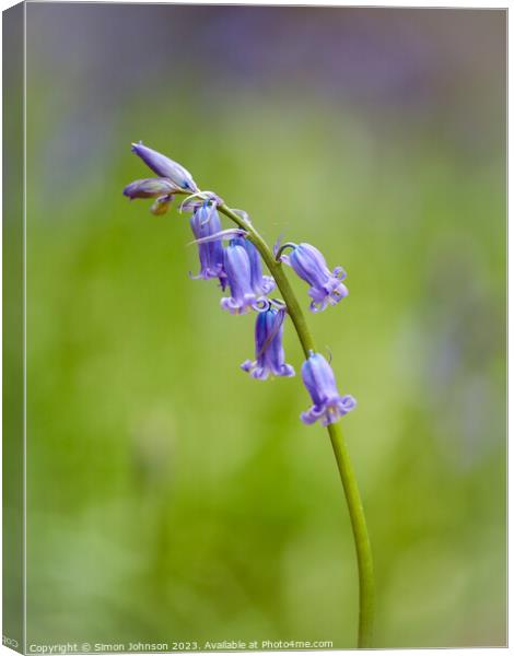 Plant flower Canvas Print by Simon Johnson