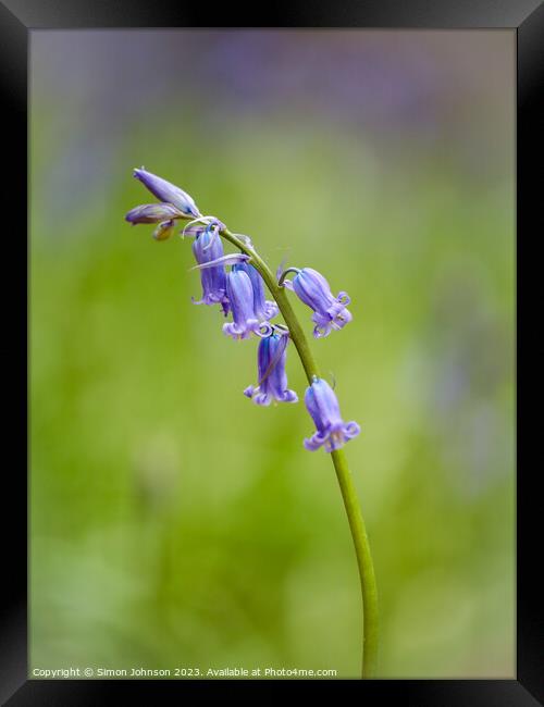 Plant flower Framed Print by Simon Johnson