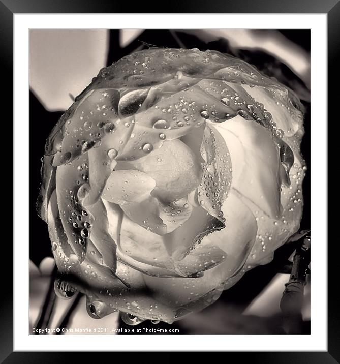 Winter Rose Framed Mounted Print by Chris Manfield