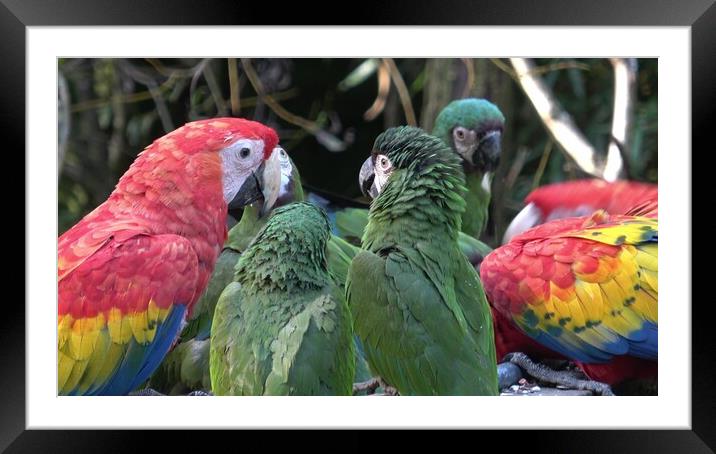 Group of Ara parrots, Red parrot Scarlet Macaw, Ara macao Framed Mounted Print by Irena Chlubna