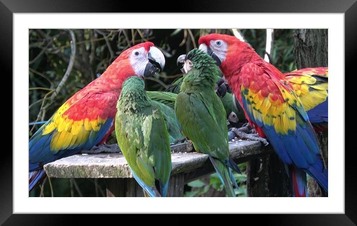 Group of Ara parrots, Red parrot Scarlet Macaw, Ara macao Framed Mounted Print by Irena Chlubna