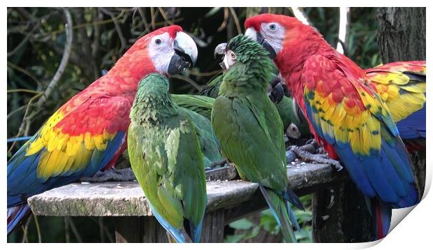 Group of Ara parrots, Red parrot Scarlet Macaw, Ara macao Print by Irena Chlubna