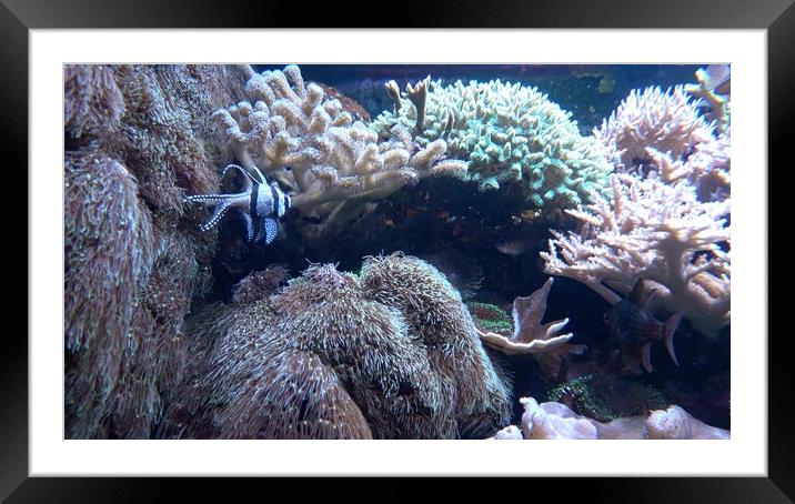 Sea anemones in beautiful aquarium Framed Mounted Print by Irena Chlubna