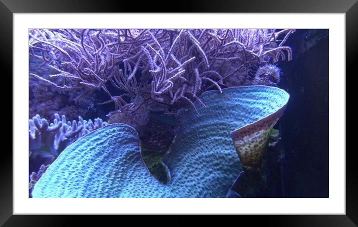 Sea anemones in beautiful aquarium Framed Mounted Print by Irena Chlubna