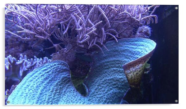 Sea anemones in beautiful aquarium Acrylic by Irena Chlubna