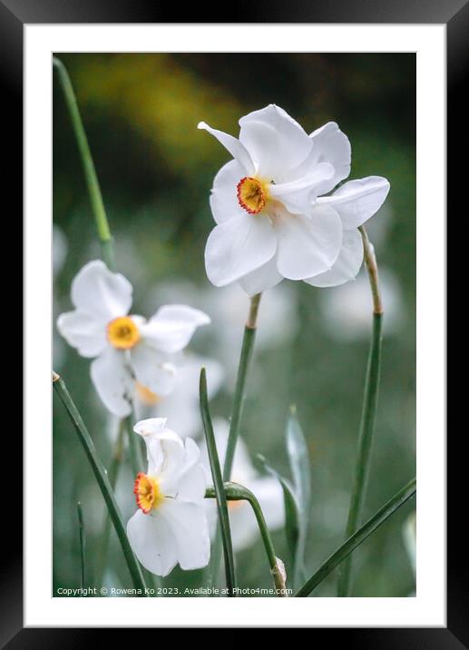 The Gorgeous Poet Daffodil Framed Mounted Print by Rowena Ko