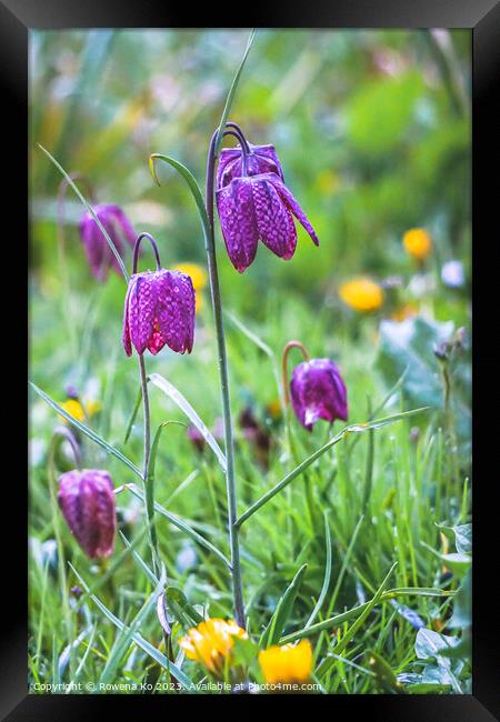 Fritillaria meleagris Framed Print by Rowena Ko