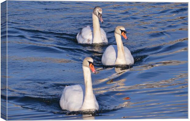 Graceful Mute Swan family on the river Canvas Print by Allan Durward Photography