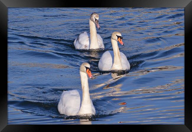 Graceful Mute Swan family on the river Framed Print by Allan Durward Photography