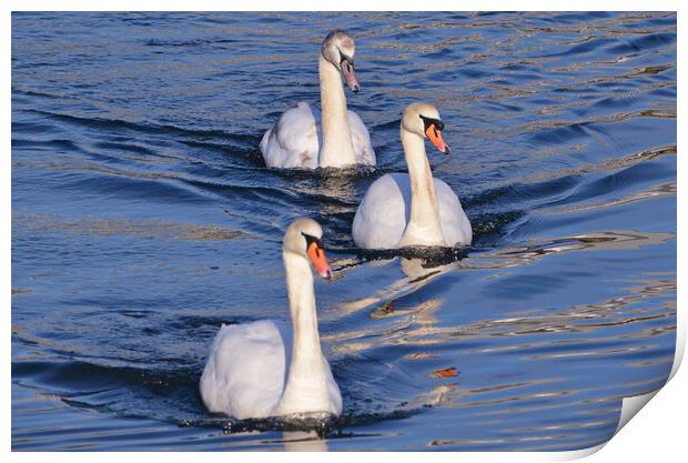 Graceful Mute Swan family on the river Print by Allan Durward Photography