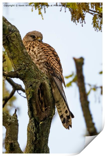 Wild Kestrel resting on old tree Print by Kevin White