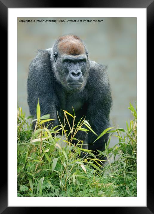 Blackback Gorilla Lope Framed Mounted Print by rawshutterbug 