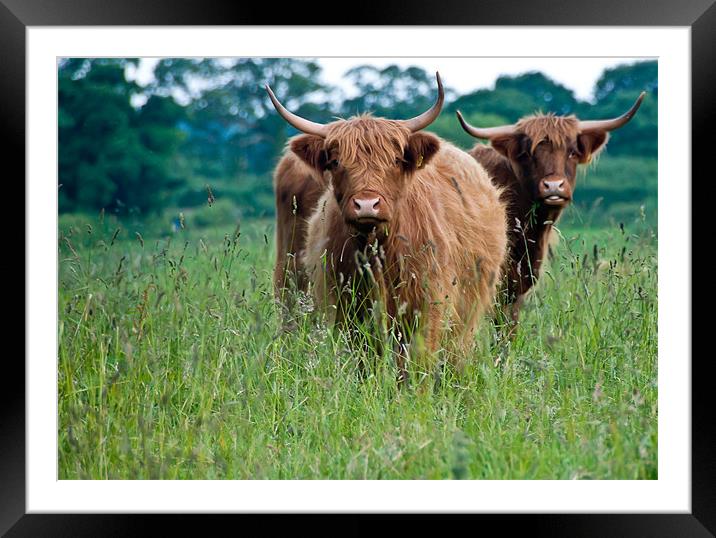 2 Cows Framed Mounted Print by Orange FrameStudio