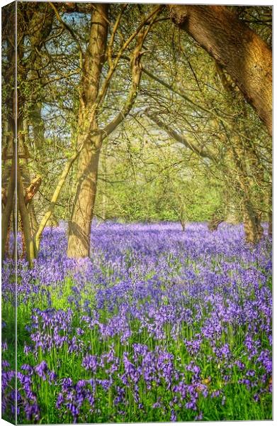 Bluebell trails Brightlingsea  Canvas Print by Tony lopez