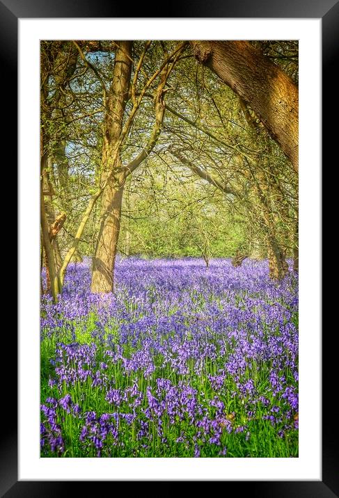 Bluebell trails Brightlingsea  Framed Mounted Print by Tony lopez