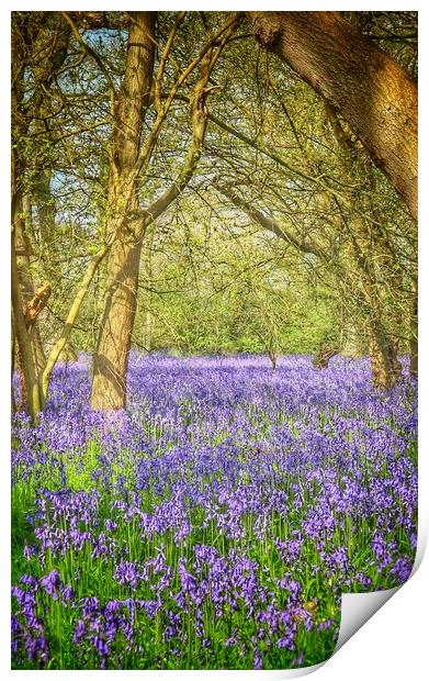Bluebell trails Brightlingsea  Print by Tony lopez