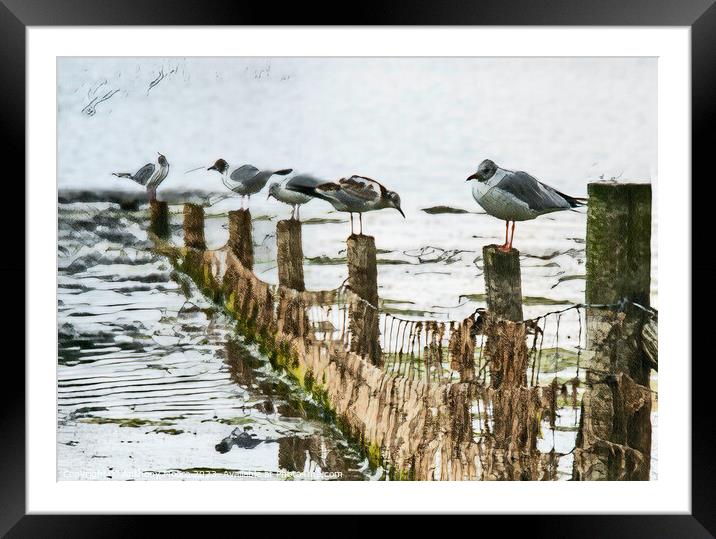 Serene Seagulls Framed Mounted Print by Anthony Moore