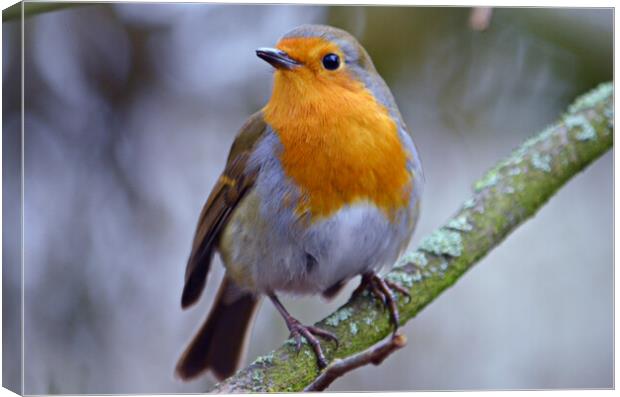 Britain`s favourite bird, the Robin Canvas Print by Allan Durward Photography