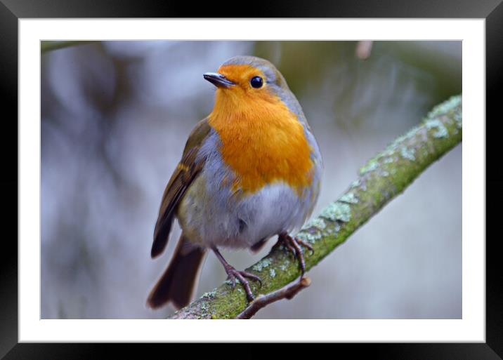 Britain`s favourite bird, the Robin Framed Mounted Print by Allan Durward Photography