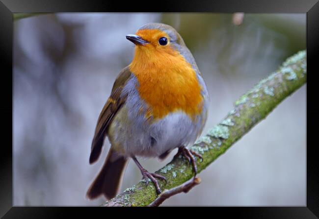 Britain`s favourite bird, the Robin Framed Print by Allan Durward Photography