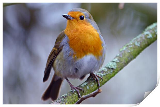 Britain`s favourite bird, the Robin Print by Allan Durward Photography