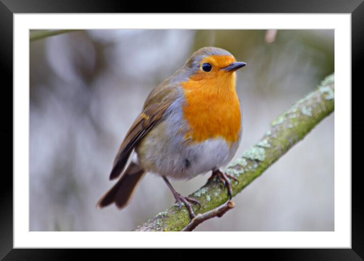 Lovely little Robin perched on branch Framed Mounted Print by Allan Durward Photography