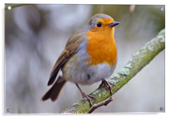 Lovely little Robin perched on branch Acrylic by Allan Durward Photography