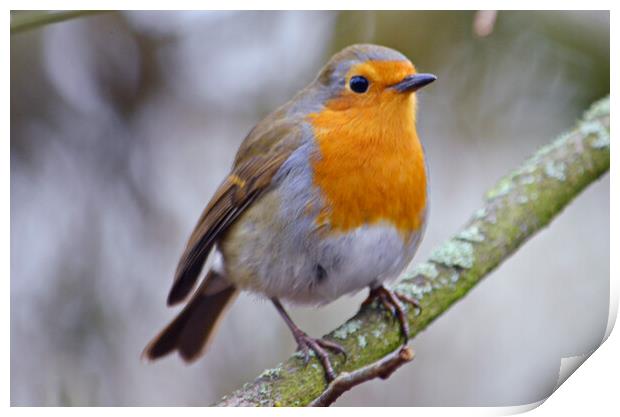 Lovely little Robin perched on branch Print by Allan Durward Photography