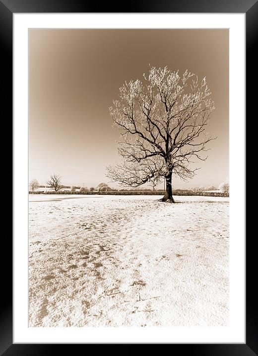 Frozen Sepia Tree Framed Mounted Print by Orange FrameStudio