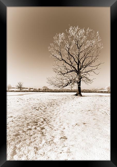 Frozen Sepia Tree Framed Print by Orange FrameStudio