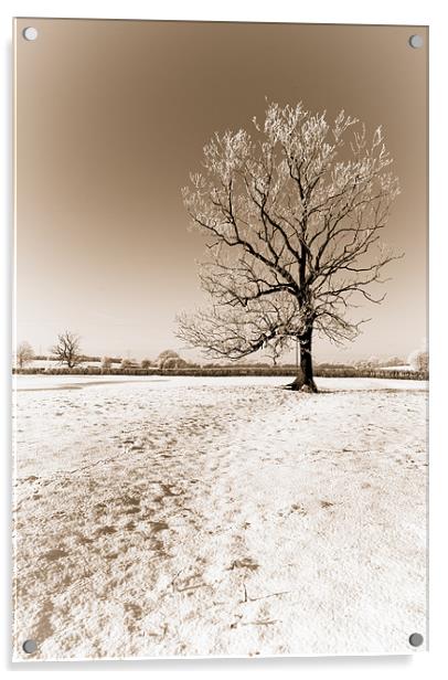 Frozen Sepia Tree Acrylic by Orange FrameStudio