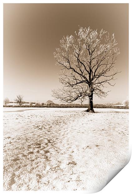 Frozen Sepia Tree Print by Orange FrameStudio