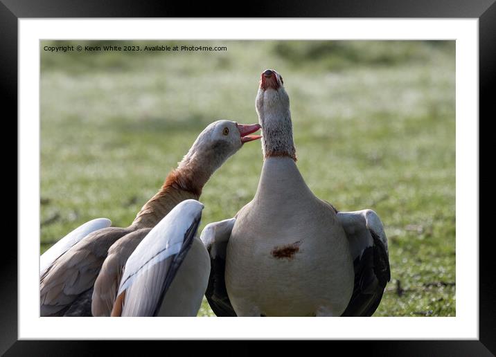 A pair of geese singing out loud Framed Mounted Print by Kevin White