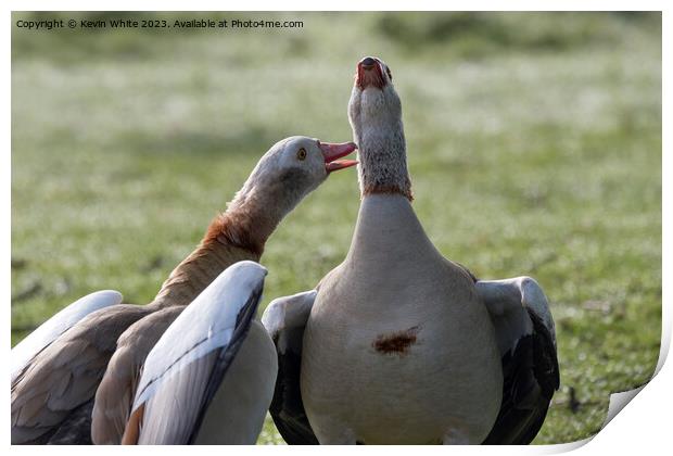 A pair of geese singing out loud Print by Kevin White