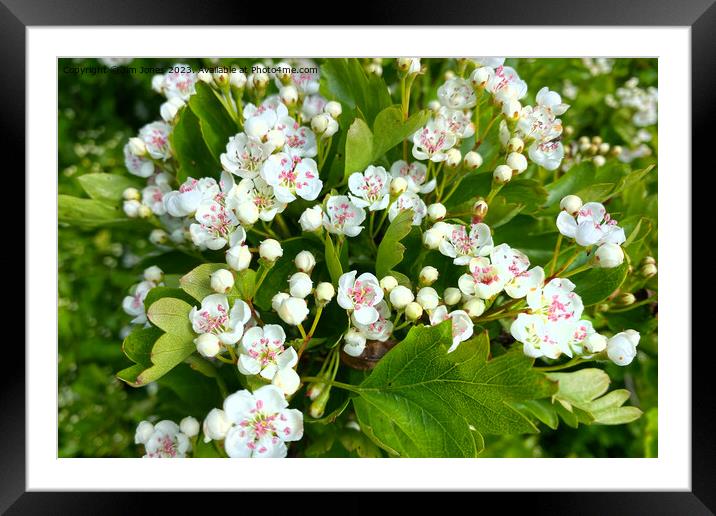 May blossom on May Day Framed Mounted Print by Jim Jones