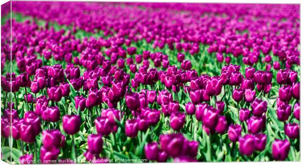 Purple Tulip Field Canvas Print by James Buckle
